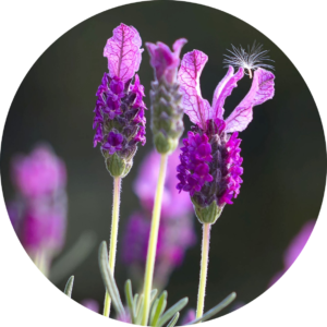 lavender